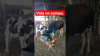 Vida no campo #viral#agro#rodeio