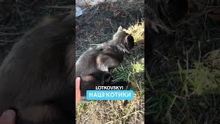 Our cats LOTKOVSKYI. Наші котики LOTKOVSKYI