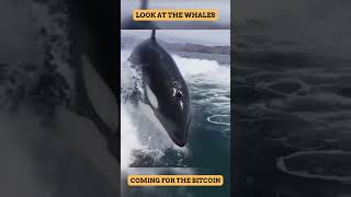 WHALES COMING FOR BITCOIN #cryptohumor #crypto #bitcoin #shorts #cryptocurrency