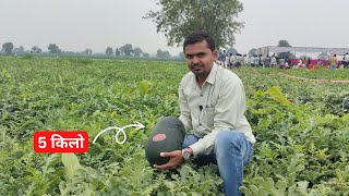 If you want to cultivate watermelon, watch this video., Utpadan hoga dugna। #Aasankheti