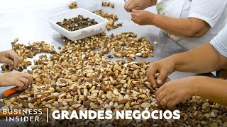 Como São Coletadas 40.000 Toneladas de Castanha na Amazônia | Grandes Negócios | Insider Português