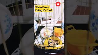 #whiteparrot #parrotshorts #parroteatingfoods #shorts #subscribe