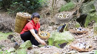 How to Harvest Quail egg, Goes To The Market Sell - Harvesting and Cooking | Tieu Vy Daily Life