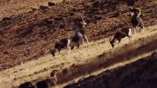 cheel vs wild goat fight #wildlife #animals