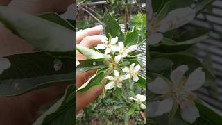 Apple flowering for the first time🍎