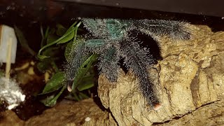 COME MEET MY TARANTULAS and CHAT