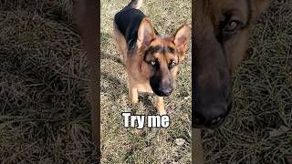 German Shepherd Unleashed - What will Happen?