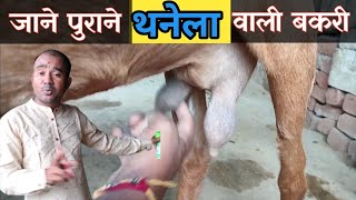 थनेला वाली बकरी की पहचान| Bakri Ko thanela Ho Gya | Goat Mastitis | Bakri Ke Thanaila |Vimalumrao