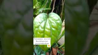 Betel plants have herbal healing properties