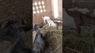 Buffalo and goat farming amazing video#goat #camel #youtubeshorts #animals #youtube #ytshorts