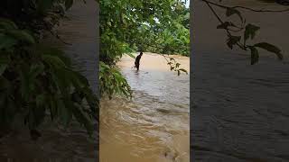 Cari ikan sungai air keruh #fishing #netsfishing#videoshorts