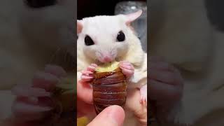 Cheese Bug Meal For a Sugar Glider #animals #sugarglider