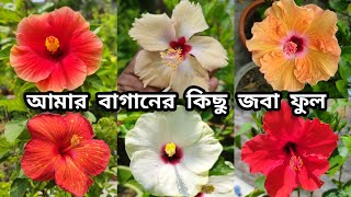 আমার বাগানের কিছু জবা ফুল🌺||joba flowers plants🥰||gardening video🌿#garden