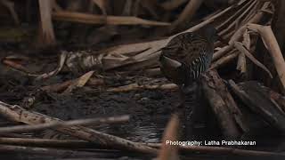 Water rail