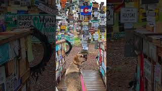 Dog loves sightseeing ❤️ Sign Post Forest, Watson Lake, Yukon #canada #dogshorts #doglife #doglover