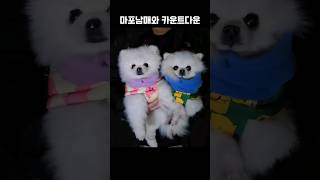 2024 갑진년 카운트다운 함께해요  #dogshorts #shorts #귀여운강아지 #아기강아지 #포메라니안 #갑진년 #funny #강아지일상  #새해맞이 #2024  #댕댕이