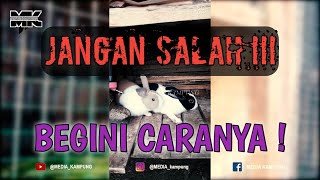 CARA MENGAWINKAN KELINCI DENGAN BENAR #wikwik