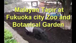 Malayan Tapir at Fukuoka City Zoo and Botanical Garden