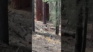 Big black bear right by General Sherman tree in Sequoia #natuonalpark #blackbears #nature #wildlife