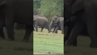 Elephants group in Parambikulam island #shorts #youtubeshorts