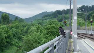 Crow just chilling (But closer) | FREE DOWNLOAD #NoCopyright 4k #StockFootage