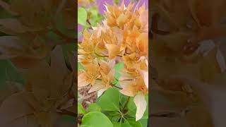 #tricolor  dobrada# Bougainville #flores #jardinagem