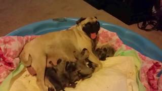 Female pug her new born puppies