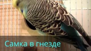 Выставочные волнистые Пара в гнезде - Budgies