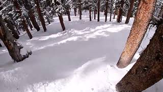 A-Basin Skiing Trees in the Beavers