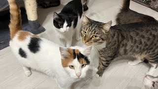 20 cute cats early  live stream