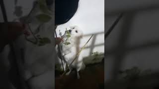 MY CRAZY POM PUP | WATCH TILL END 😂 #shorts