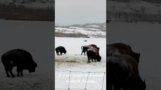 Bison | Largest land animal in North America