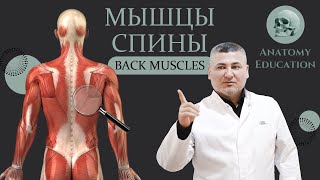 Мышцы спины / Back muscles