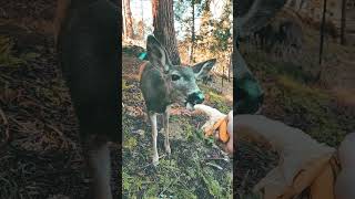 Freindly Deer eating from my hand #shorts #deer