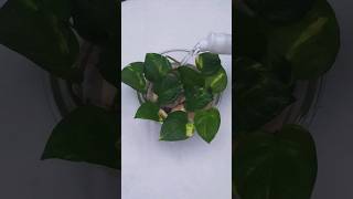 Pothos Propagation from Leaves #shorts #short #beauty #beautiful #plants #pothos #reels #foryou