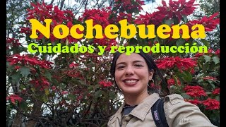 Cuidados de la Nochebuena (Euphorbia pulcherrima)| Nochebuena eterna| flor de pascua| poinsetia