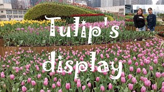 Tulip's Display (flower show festival) Tamar park @Admiralty station (Hongkong vlog💞)