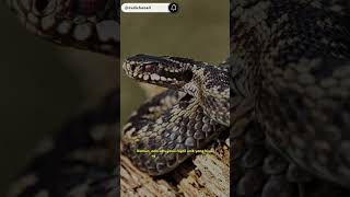 Reptil yang bisa hidup di kutub(Common Adder)@rudichanell#viral