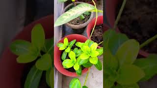 Like, share & subscribe the channel♥️ #varunaanchal #shorts #moments #delhi #vlog #plants