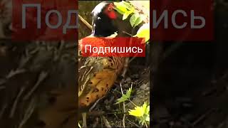 ЛОВУШКА НА ФАЗАНА #ловушка #фазан #фазаны #subscribe