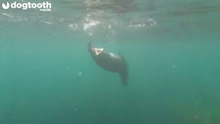 Hungry Seal Bites Scuba Diver With Sharp Teeth || Dogtooth Media