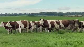 Swordwellrigg Farm (milking time)