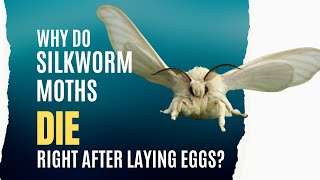 From Munching Machine to Mystery Mummy: Why Do Silkworms Die Immediately After Laying Eggs?