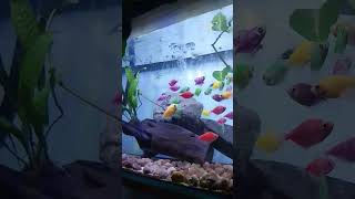 Setup aquarium buat ikan glowfish#shorts #ikanglowfish