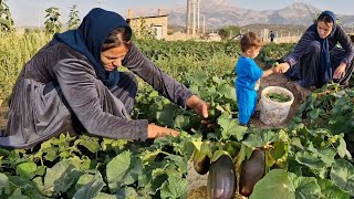 Selin's nomadic life: working in the fields of cucumber and eggplant to support living expenses.