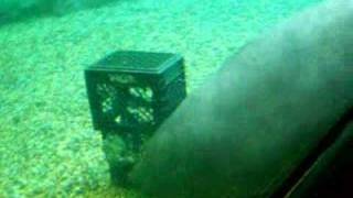 manatee laying and eating