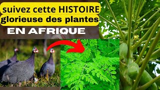 histoire africaine sur les plantes dans la médecine.