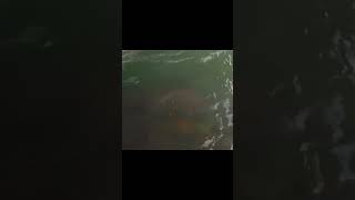 Another manatee under the skyway bridge.