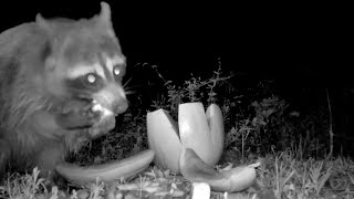 🦊ASMR Overload! Loud Chewing Racoon Really Enjoys His Food. #trailcam #backyard #habitat