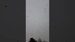 it's snowing it's crowing The Birds by Alfred Hitchcock 🤣🤣🤣 so many crows birds everywhere #short